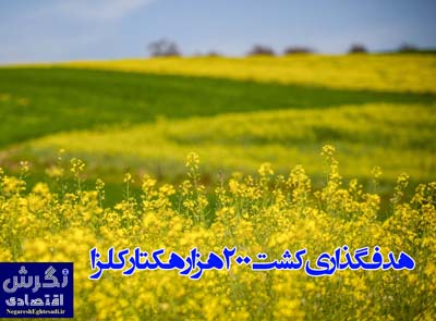 مطالبات کلزاکاران تسویه شد