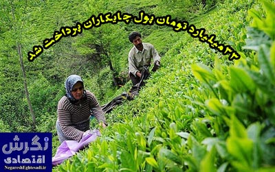 ۳۳ میلیارد تومان پول چایکاران پرداخت شد