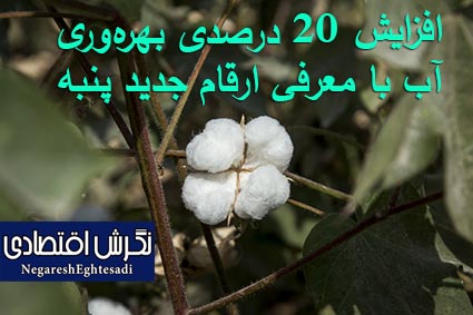 رئیس موسسه تحقیقات پنبه کشور خبرداد: افزایش ۲۰ درصدی بهره‌وری آب با معرفی ارقام جدید پنبه