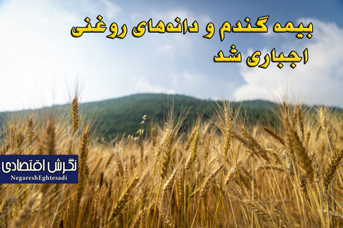 بیمه گندم و دانه‌های روغنی اجباری شد