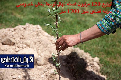 توزیع ۱۲۰ میلیون اصله نهال توسط بخش خصوصی/سرانه فضای سبز ۱۷۰۰ متر