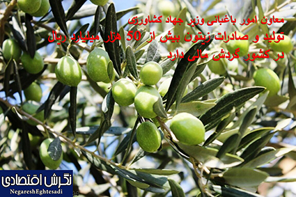 تولید و صادرات زیتون بیش از ۵۰ هزار میلیارد ریال در کشور گردش مالی دارد