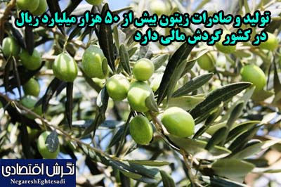 تولید و صادرات زیتون بیش از ۵۰ هزار میلیارد ریال در کشور گردش مالی دارد