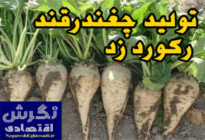 تولید چغندرقند رکورد زد
