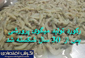 رکورد تولید میگوی پرورشی پس از ۳۰ سال شکسته شد