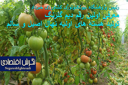 رئیس پژوهشگاه بیوتکنولوژی کشاورزی خبرداد: معرفی اولین رقم دیم گلرنگ/تولید هسته های اولیه نهال اصیل و سالم