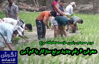 معرفی ۴ رقم جدید برنج سازگار با کم‌آبی