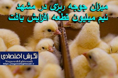 میزان جوجه ریزی در مشهد نیم میلیون قطعه افزایش یافت