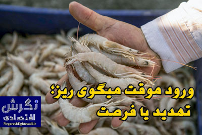 «مهدی شکوری» معاون توسعه آبزی پروری : ورود موقت میگوی ریز؛ تهدید یا فرصت