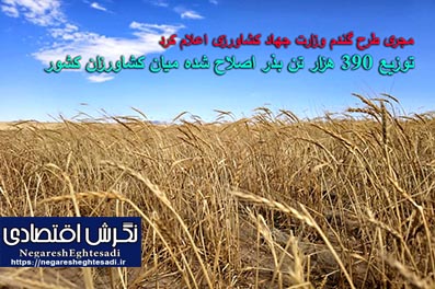 مجری طرح گندم وزارت جهاد کشاورزی اعلام کرد: توزیع ۳۹۰ هزار تن بذر اصلاح شده میان کشاورزان کشور