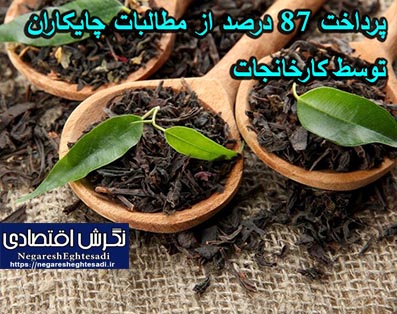 پرداخت ۸۷ درصد از مطالبات چایکاران توسط کارخانجات