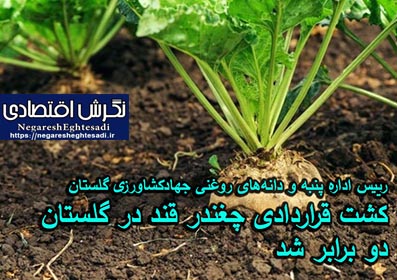 رییس اداره پنبه و دانه‌های روغنی جهادکشاورزی گلستان: کشت قراردادی چغندر قند در گلستان ۲ برابر شد