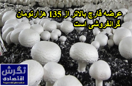 عرضه قارچ بالاتر از ۱۳۵ هزارتومان گرانفروشی است