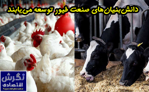 دانش‌بنیان‌های صنعت طیور توسعه می‌یابند