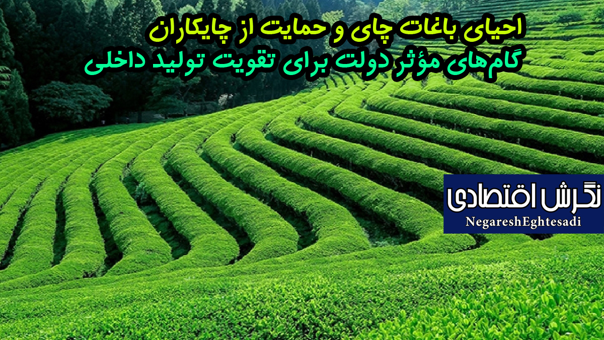 احیای باغات چای و حمایت از چایکاران گام‌های مؤثر دولت برای تقویت تولید داخلی