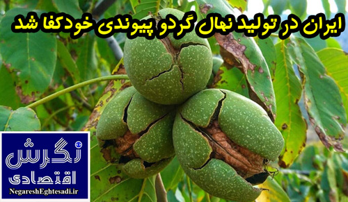ایران در تولید نهال گردو پیوندی خودکفا شد