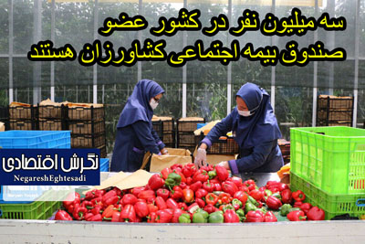 سه میلیون نفر در کشور عضو صندوق بیمه اجتماعی کشاورزان هستند
