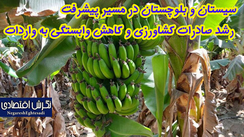 سیستان و بلوچستان در مسیر پیشرفت؛ رشد صادرات کشاورزی و کاهش وابستگی به واردات