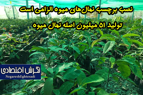 رئیس گروه نهال و بهبود ارقام وزارت جهاد کشاورزی