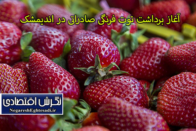 آغاز برداشت توت فرنگی صادراتی در اندیمشک