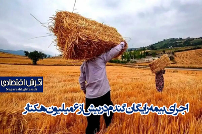 اجرای بیمه رایگان گندم در بیش از ۶ میلیون هکتار
