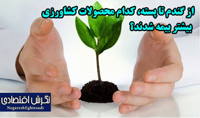 از گندم تا پسته، کدام محصولات کشاورزی بیشتر بیمه شدند؟