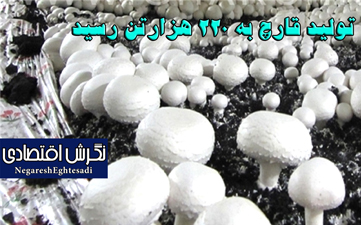 تولید قارچ به ۲۲۰ هزارتن رسید