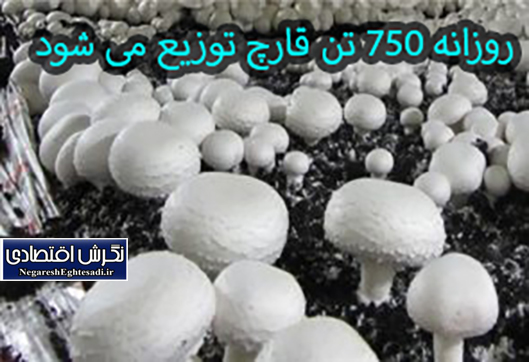 روزانه ۷۵۰ تن قارچ توزیع می شود