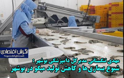 مهدی تنگستانی مدیرکل دامپزشکی بوشهر : شیوع بیماری‌ها و کاهش تولید میگو در بوشهر