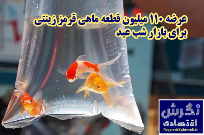 عرضه ۱۱۰ میلیون قطعه ماهی قرمز زینتی برای بازار شب عید