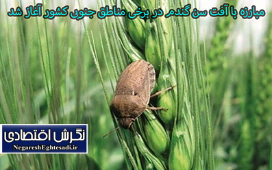 مبارزه با آفت سن گندم در برخی مناطق جنوبی کشور آغاز شد