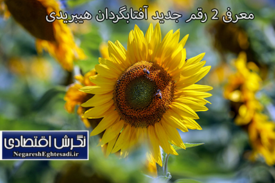 زهرا سليمانى خبرنگار نشریه نگرش اقتصادی. 