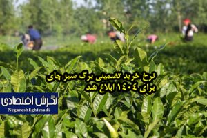 نرخ خرید تضمینی برگ سبز چای برای ۱۴۰۴ ابلاغ شد