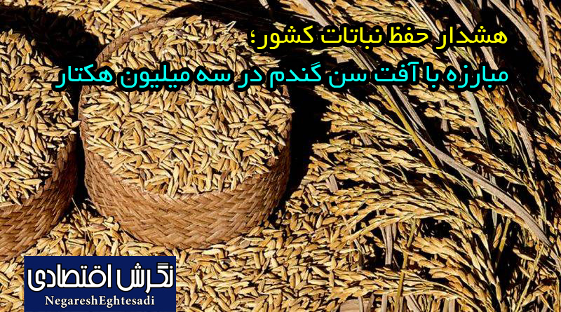 هشدار حفظ نباتاتکشور؛ مبارزه با آفت سن گندم در سه میلیون هکتار