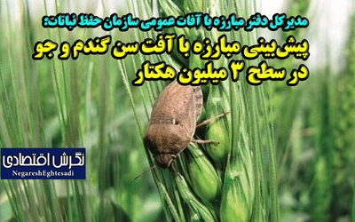 مدیرکل دفتر مبارزه با آفات عمومی سازمان حفظ نباتات: پیش‌بینی مبارزه با آفت سن گندم و جو در سطح ۳ میلیون هکتار