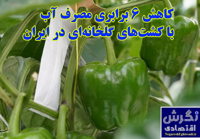 کاهش 6 برابری مصرف آب با کشت‌های گلخانه‌ای در ایران