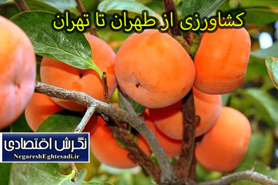 کشاورزی از طهران تا تهران