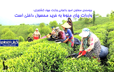 واردات چای منوط به خرید محصول داخلی است