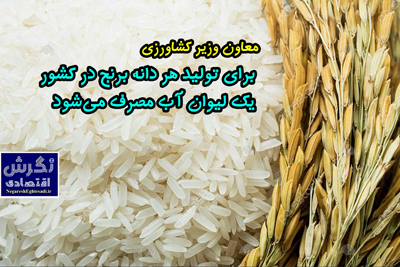 معاون وزیر کشاورزی: برای تولید هر دانه برنج در کشور یک لیوان آب مصرف می‌شود