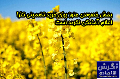 بخش خصوصی هنوز برای خرید تضمینی کلزا اعلام آمادگی نکرده است