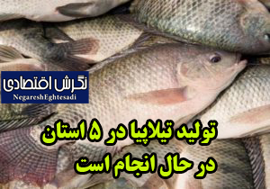 تولید تیلاپیا در ۵ استان در حال انجام است