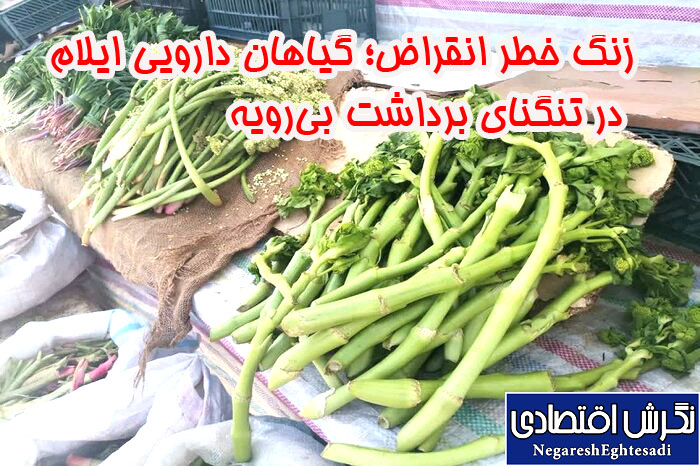زنگ خطر انقراض گیاهان دارویی ایلام در تنگنای برداشت بی‌رویه