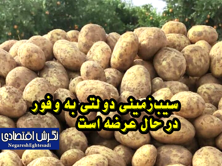 سیب‌زمینی دولتی به وفور در حال عرضه است