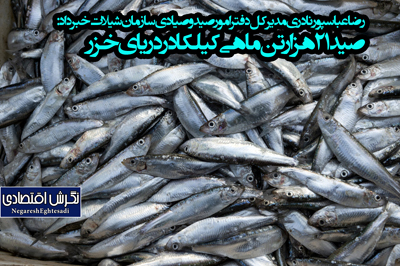 صید ۲۱ هزار تن ماهی کیلکا در دریای خزر