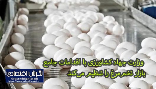 وزارت جهاد کشاورزی با اقدامات جامع بازار تخم‌مرغ را تنظیم می‌کند