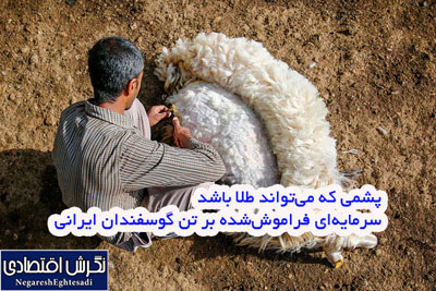 پشمی که می‌تواند طلا باشد