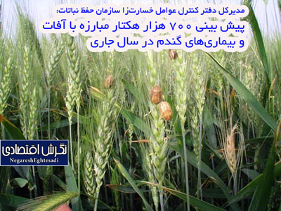 پیش بینی ۷۰۰ هزار هکتار مبارزه با آفات و بیماری‌های گندم در سال جاری