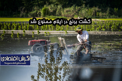 به دنبال کاهش بی‌سابقه منابع آبی کشت برنج در ایلام ممنوع شد