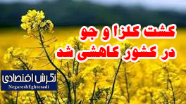 کشت کلزا و جو در کشور کاهشی شد
