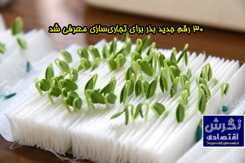 ۳۰ رقم جدید بذر برای تجاری‌سازی معرفی شد